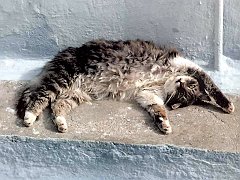 Gatti (253)